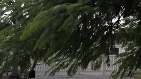 Tree blowing in the wind in suburban area with white picket fence in background Vídeo Stock 92762055