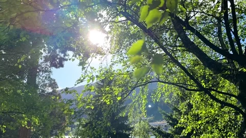 Tree blowing in wind with sunlight shining through Stock Footage 277556467