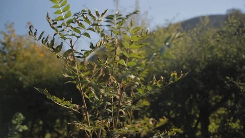 Tree blowing in the wind on a sunny blue sky day with hedges in the background Stock Footage 101761600