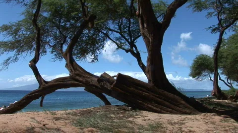 Tree blowing in wind on tropical beach 動画素材 341426