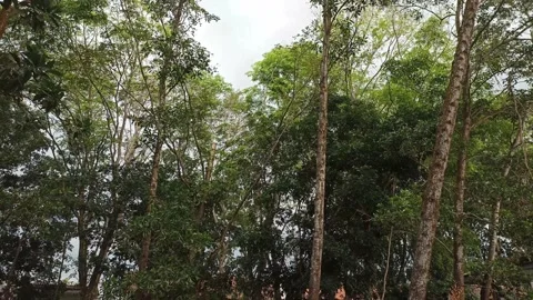 The tree is blown by the breeze Stock Footage 195974971