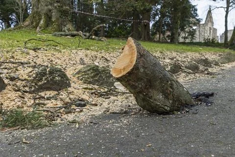 Tree Blown Down and Uprooted in Extreme Winter Storm Winds Forced into path Stock Photos