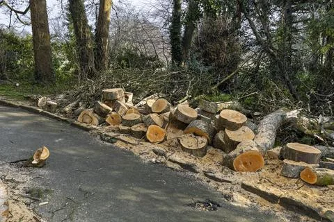 Tree Blown Down and Uprooted in Extreme Winter Storm Winds Blocking Park Path Stock Photos