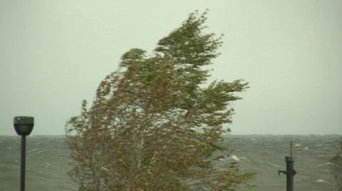 Tree  blown by high winds Stock Footage 95605