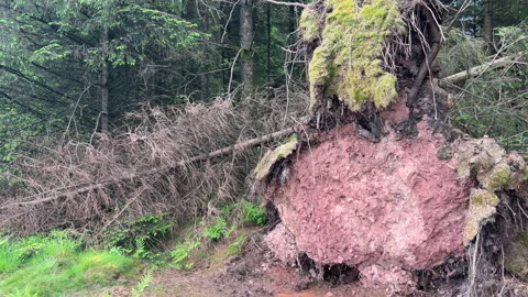 Tree Blown Over By High Winds In Mendip Woods. Somerset. 動画素材 195945778