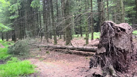 Tree Blown Over By High Winds in Woods. Somerset. England. Vídeo Stock 195945948