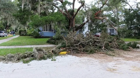 Tree is blown over from a hurricane Stock Footage 115372423