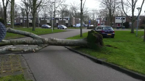 Tree blown over by storm blocks traffic 動画素材 170648446