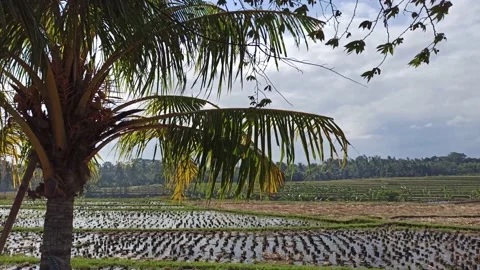 A tree blown by the strong wind Stock Footage 154466214