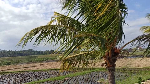 A tree blown by the strong wind Stock Footage 154466242