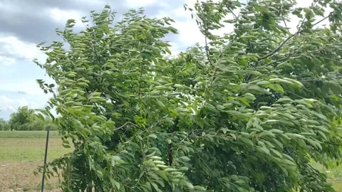 A tree is blown strongly by the wind. In Maramures, Romania Stock Footage 277487863