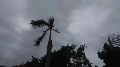 A tree is blown by the wind and the weather is cloudy Stock Footage 268373890