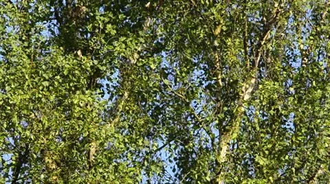 Tree blown by wind Stock-Footage 11116039