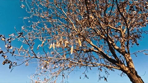 Tree Blown by the wind 動画素材 236642641