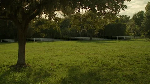 Tree Blows in Green Pasture Stock Footage 54074029