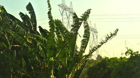 Tree blows by wind in the afternoon Stock Footage 305308023