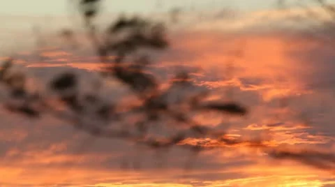 Tree blows in the wind at sunset with amazing clouds, longer version. Stockbeeldmateriaal 11465871