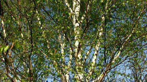Tree on a blue background Stock Footage 815380