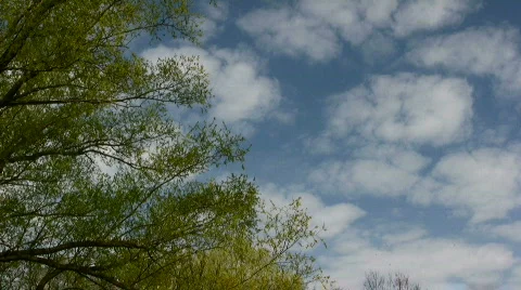 Tree on a blue background Stock Footage 815413