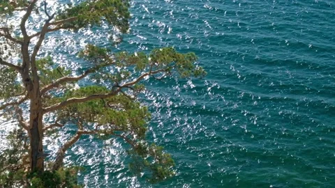 Tree on the blue lake background, 4k Video stock 132782095