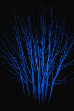 A tree with blue leaves is shown in a black background Stock Photos