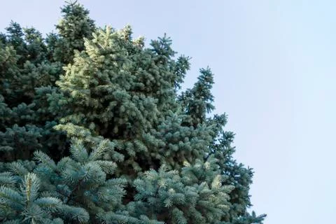 Tree with blue needles Stock Photos