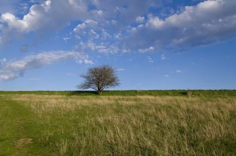 Tree On A Blue Stock Photos