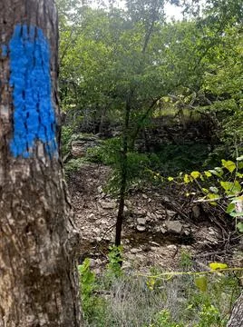 Tree Blue Foto stock