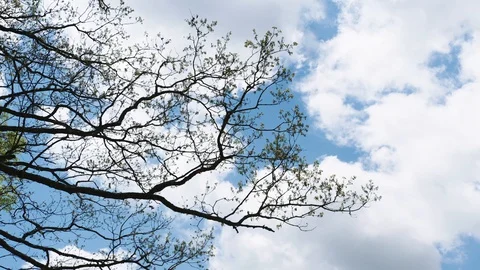 Tree with blue skies Stock Footage 128784296