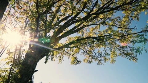 Tree, blue sky and bright sun rays Stock Footage 133763449