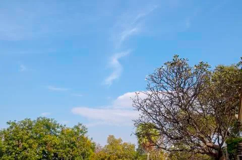 Tree with blue sky and cloud in garden. Stock Photos