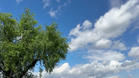 Tree, blue sky and clouds. Stock Footage 335796334