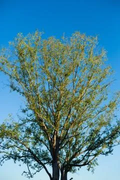 Tree with blue sky in background Stock Photos