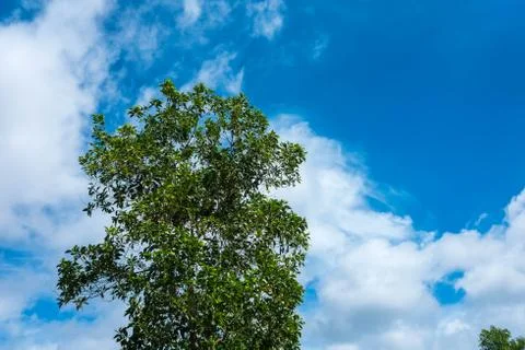 Tree with blue sky background Stock Photos