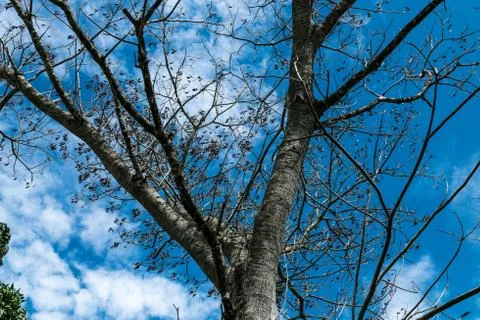 Tree on a blue sky background Stock Photos