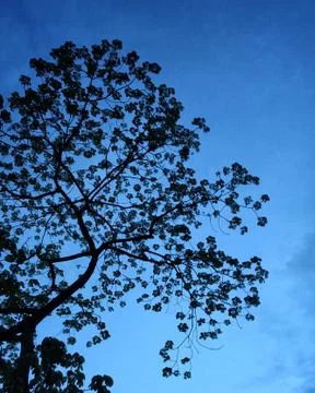 A tree with blue sky background. Stock Photos