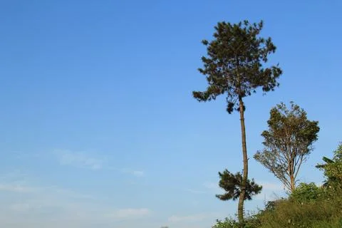 Tree with a blue sky background Stock Photos