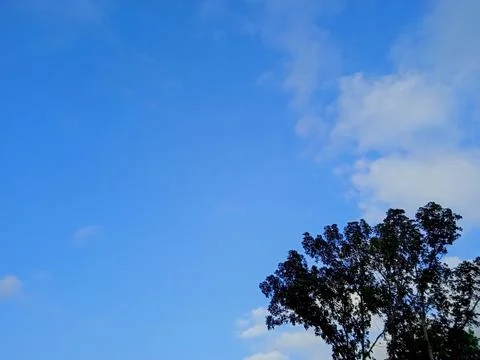Tree with blue sky background Stock Photos
