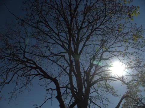 Tree With Blue sky Behind it and a sun Flair. 스톡 사진