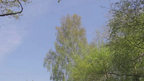 Tree with blue sky Stock Footage 89555661