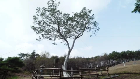 A tree with the blue sky Stock Footage 303115563