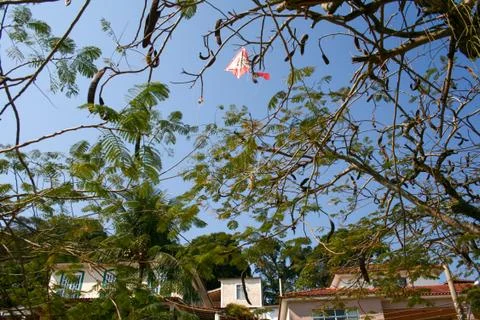Tree blue sky kite leaf Stock Photos
