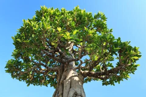 Tree in blue sky Stock Photos