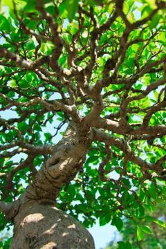 Tree in blue sky Stock Photos