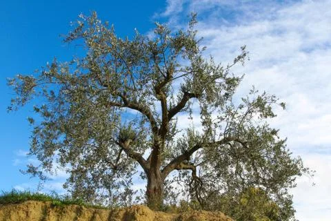 Tree in blue sky Foto stock
