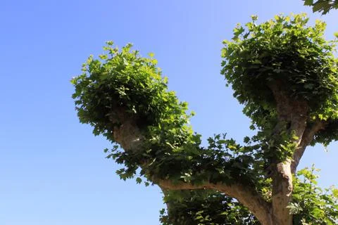 Tree on a blue sky Stock Photos
