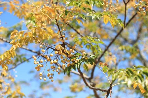 Tree &amp; Blue Sky 写真素材