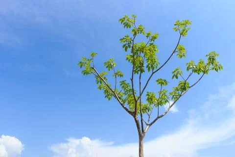 Tree with blue sky Stock Photos