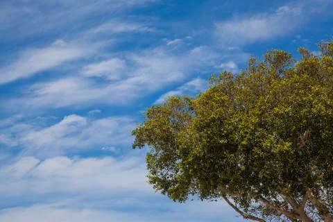 Tree on a blue sky Stock Photos
