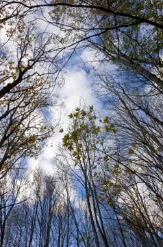 Tree on a blue sky Stock Photos